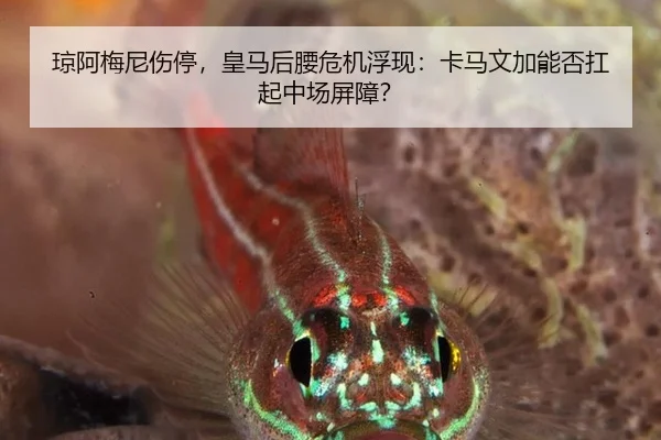 qiong-a-mei-ni-shang-ting-huang-ma-hou-yao-wei-ji-fu-xian-ka-ma-wen-jia-neng-fou-kang-qi-zhong-chang-ping-zhang-3-696.jpg